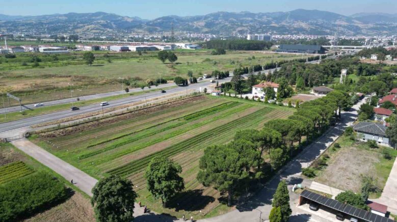 karadenizin en buyuk fidanligi yangin bolgelerine on binlerce fidan gondermeye hazir 8xbm9Y5T