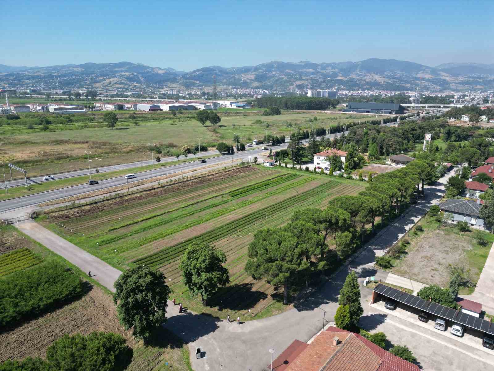 karadenizin en buyuk fidanligi yangin bolgelerine on binlerce fidan gondermeye hazir
