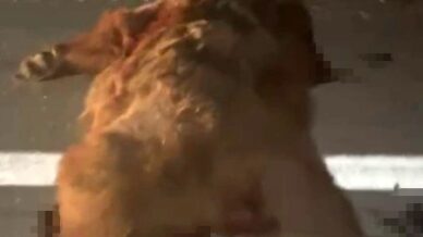 kastamonuda kamyonetin carptigi anne ayi ve uc yavrusu telef oldu 12YTNvEg