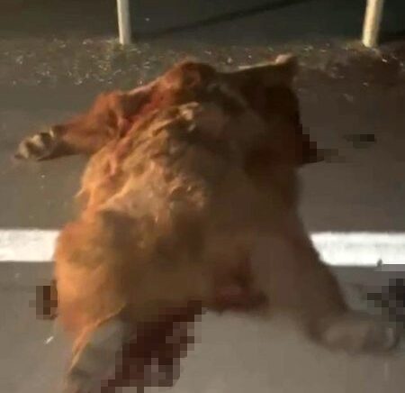 kastamonuda kamyonetin carptigi anne ayi ve uc yavrusu telef oldu 12YTNvEg