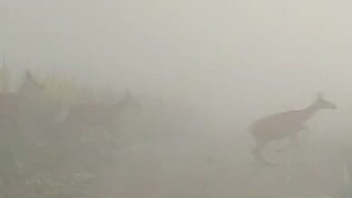 kastamonuda yaban hayvanlari renkli goruntuler olusturdu WEfPbmOP