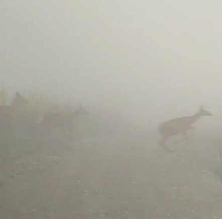 kastamonuda yaban hayvanlari renkli goruntuler olusturdu WEfPbmOP
