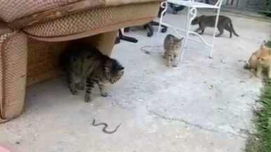 kedilerin yavru yilanla oyunu kamerada mX248zED