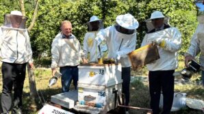 kestane bali hasadi caycumada gerceklestirildi 8sqcv9Qd