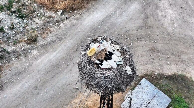 leylek ailesi uyurken goruntulendi ljcqUPzt
