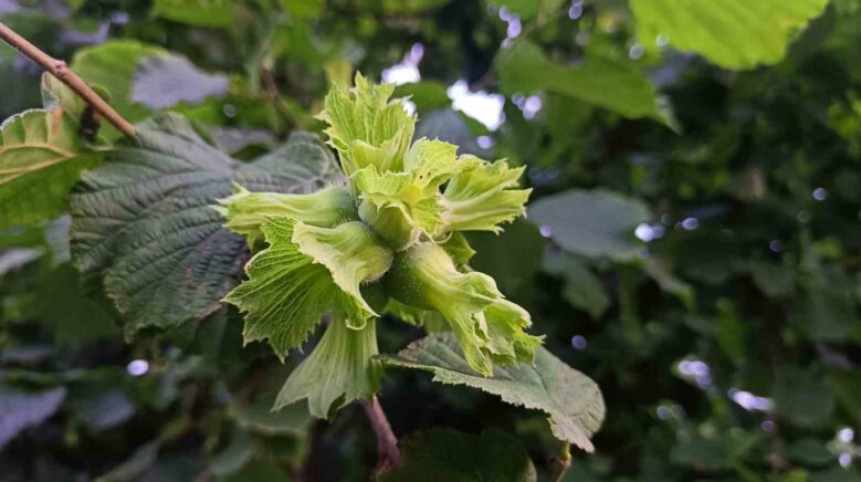 orduda findik toplama isci ucreti bin 200 tl olarak belirlendi Qw7evEfO