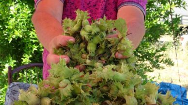 orduda taze findik tezgahlarda kilosu 200 tl pjsFRNhp