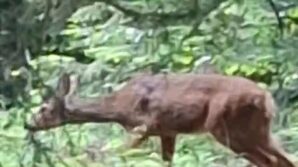 orman iscisi kendisine yaklasan karacayi cep telefonu kamerasiyla goruntuledi M1WAasLB