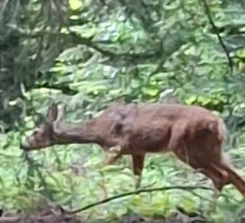 orman iscisi kendisine yaklasan karacayi cep telefonu kamerasiyla goruntuledi M1WAasLB
