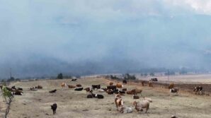 orman yangini koye yaklasti hayvanlar guvenli alanda bekletiliyor 6CbmmthC