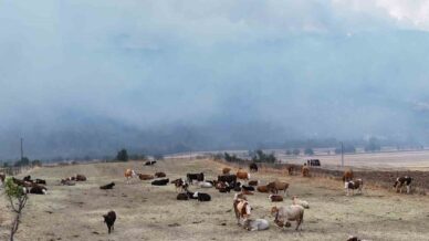 orman yangini koye yaklasti hayvanlar guvenli alanda bekletiliyor 6CbmmthC