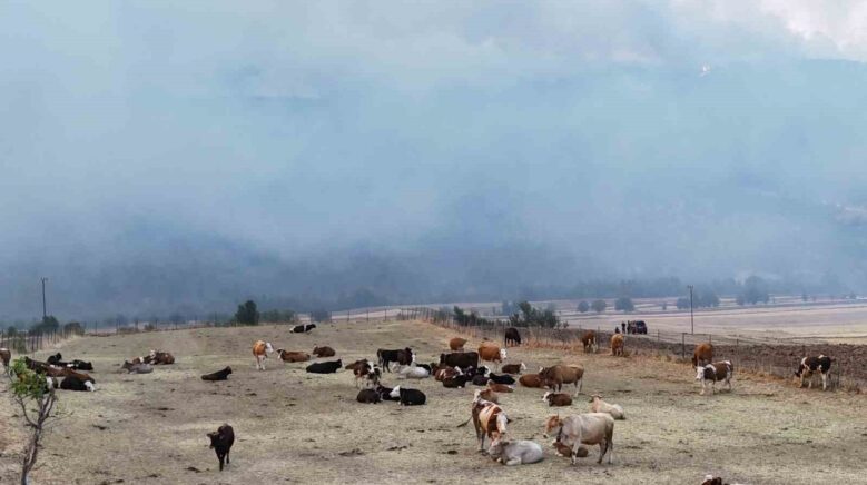 orman yangini koye yaklasti hayvanlar guvenli alanda bekletiliyor 6CbmmthC