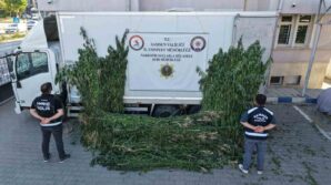 polis aycicegi tarlasinin ortasina ekili 5 bin 230 kok kenevir ele gecirdi mkEfi3yH