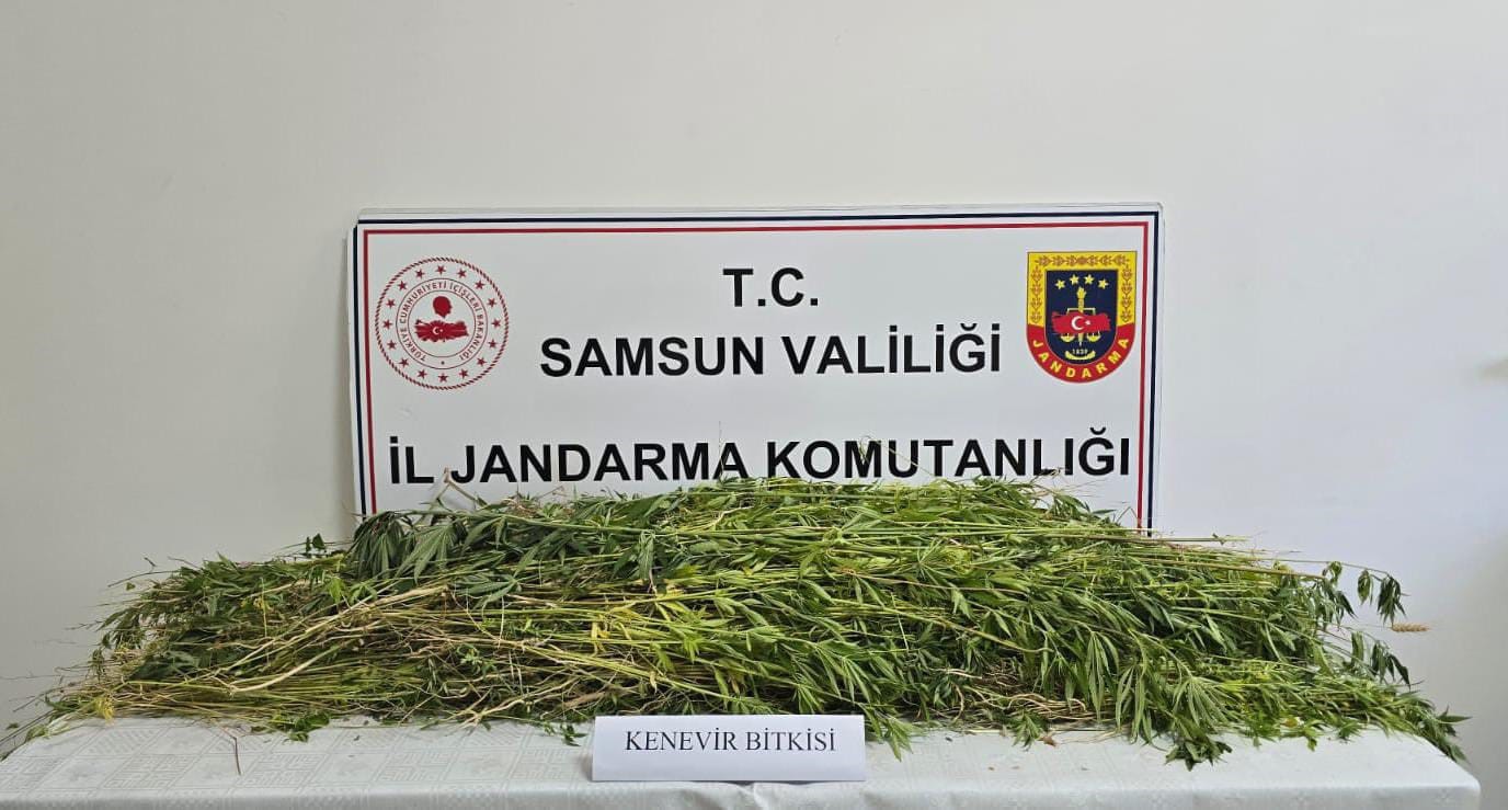 samsunda 5 bin 608 kok kenevir bitkisi ele gecirildi KOQ9lB2n