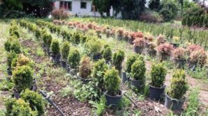 samsunda uretilen fidanlarla turkiye nefes aliyor FLFBSOE6