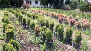 samsunda uretilen fidanlarla turkiye nefes aliyor FLFBSOE6