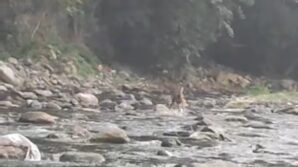 sicaktan bunalan karaca serinlemek icin girdigi derede goruntulendi 8RnEq5Nb