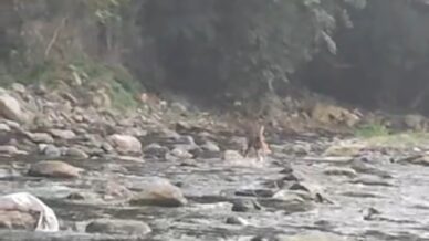 sicaktan bunalan karaca serinlemek icin girdigi derede goruntulendi 8RnEq5Nb