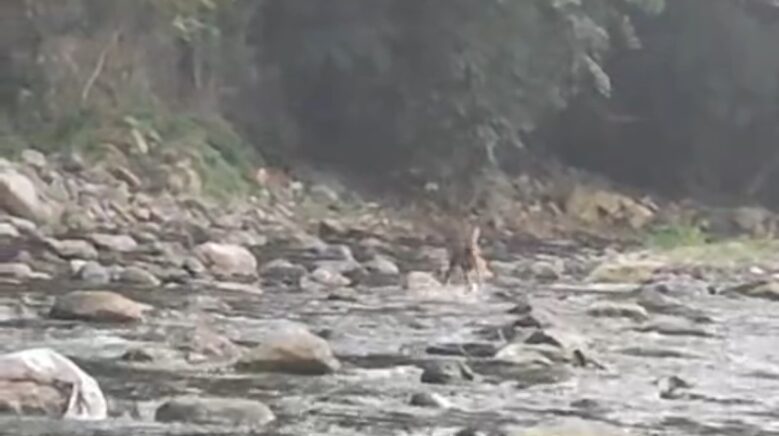 sicaktan bunalan karaca serinlemek icin girdigi derede goruntulendi 8RnEq5Nb