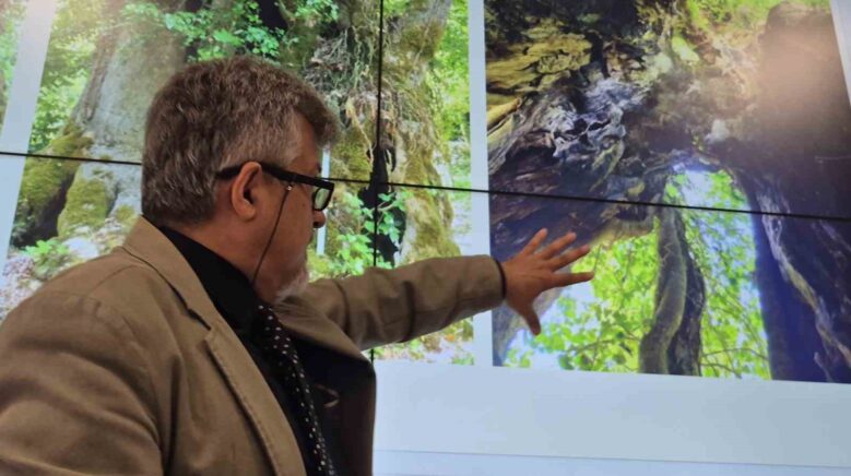 tesadufen bulunan agac 640 yasinda cikti wCmf2ZSl