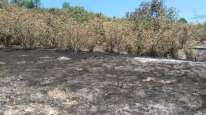 tirpan motoru findik bahcesini yakti d3BJPurL