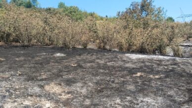 tirpan motoru findik bahcesini yakti d3BJPurL