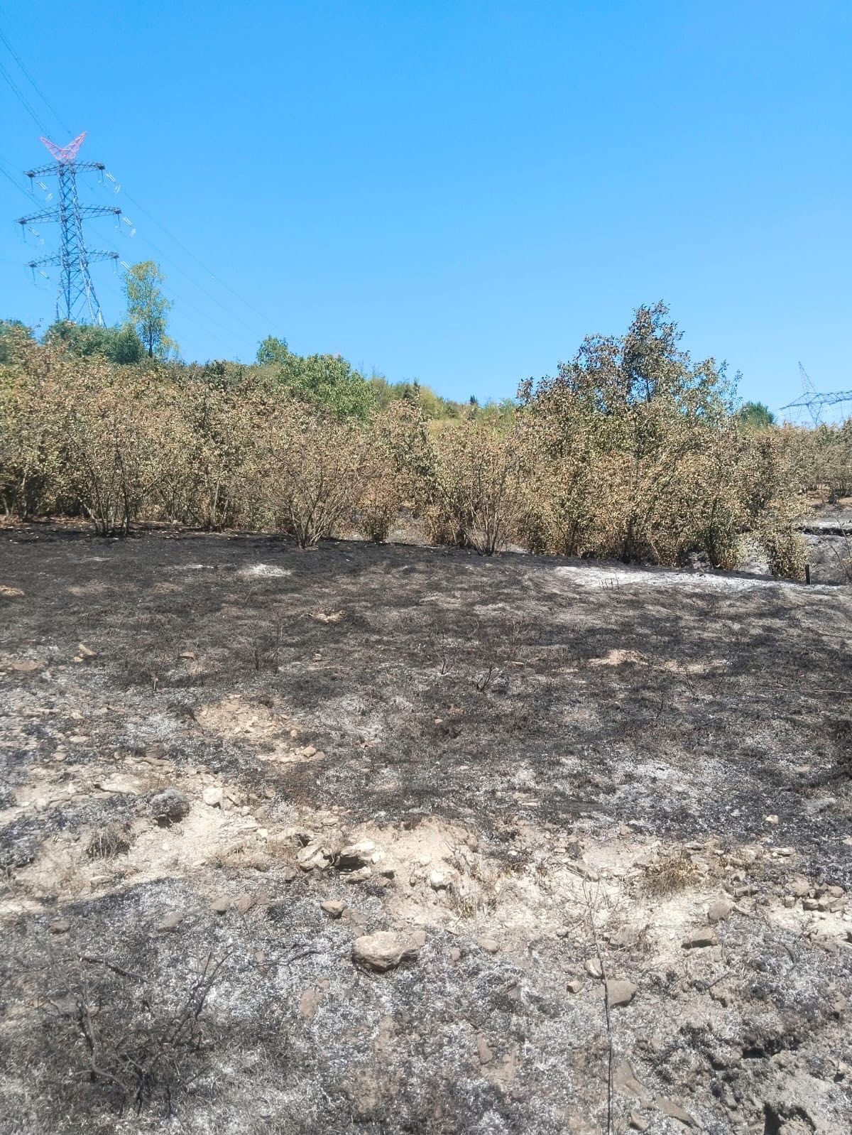 tirpan motoru findik bahcesini yakti d3BJPurL