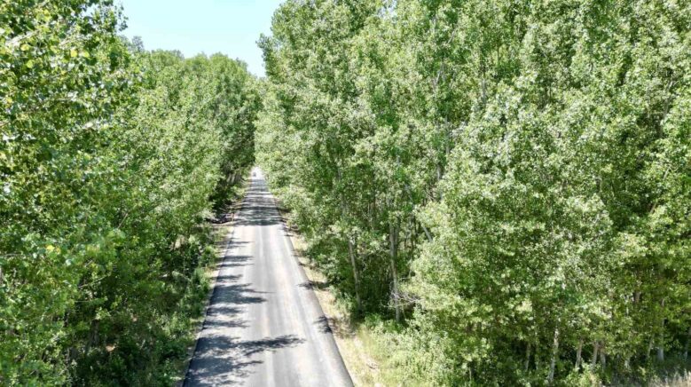 tokattaki koy yolu agac tuneli ile kartpostallik manzara suruyor 9G7CLGgP