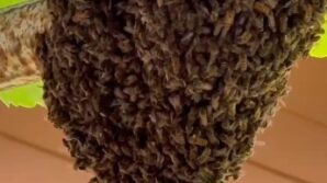 trabzonda evin girisini arilar basti anne tencere kapaklariyla cocuklarini korudu fs8dK2kK