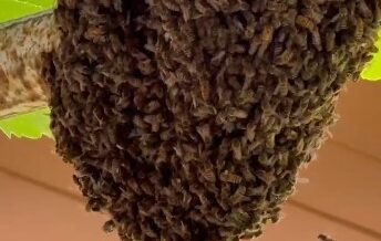 trabzonda evin girisini arilar basti anne tencere kapaklariyla cocuklarini korudu fs8dK2kK