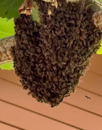 trabzonda evin girisini arilar basti anne tencere kapaklariyla cocuklarini korudu fs8dK2kK