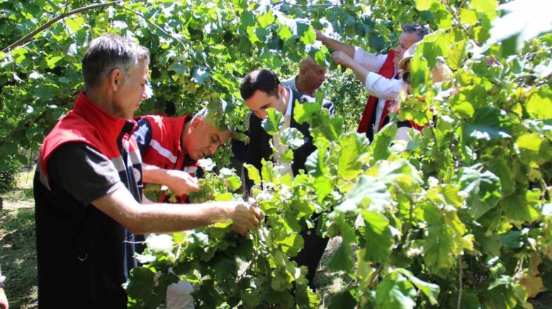 turkiyede en cok findik uretilen ikinci il olan samsunda rekolte tahmini calismalari KPQnQXud