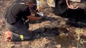 yangindan etkilenen kirpiye elleriyle su verdiler x9nz1G8m