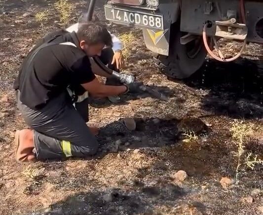 yangindan etkilenen kirpiye elleriyle su verdiler x9nz1G8m