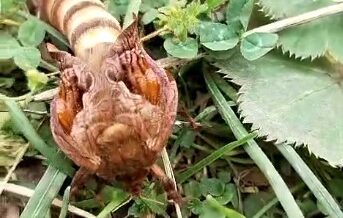 yaylada ilk kez gordugu bocegin turunu ogrenmek icin sosyal medyada paylasti skePqAZi
