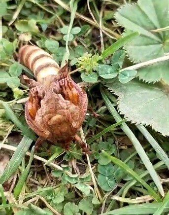 yaylada ilk kez gordugu bocegin turunu ogrenmek icin sosyal medyada paylasti skePqAZi