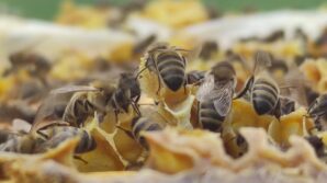 yaz aylarinda artan ari temaslarina karsi uzmanlardan uyari nXZ4leEr