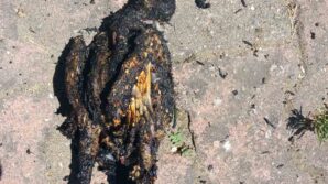 yuksek gerilim hattina konan karga yangin cikardi CVHNTPxN