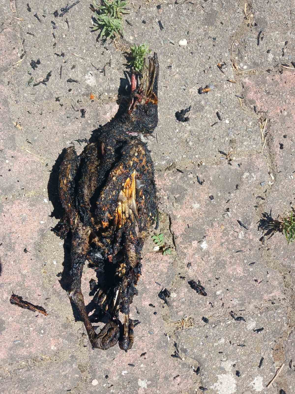 yuksek gerilim hattina konan karga yangin cikardi