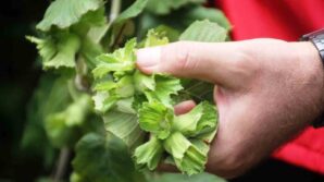 zirai don findik uretiminde samsunu turkiye 1incisi yapacak gGk9qe2I