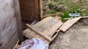 ac kalan ayilar yayla evlerinden sonra turistlerin konakladigi bungalovlara dadandi L8dShhqW