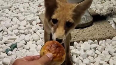 ac kalan tilkiyi eliyle besledi WZ18GgP4