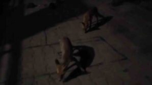 amasyali ciftciden ac kalan tilkilere pasta kirpilere fistik 3thury5e