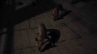 amasyali ciftciden ac kalan tilkilere pasta kirpilere fistik 3thury5e