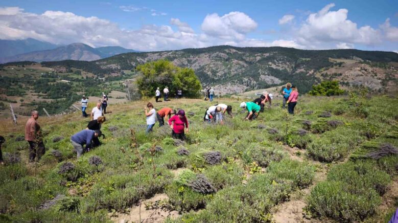 ardanucta kadin kooperatifinden lavanta hasadi ve dogal urun uretimi basladi aSv9BsBa