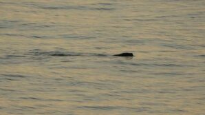 artik cok sik gorulmeye basladilar H1wPfF1Q