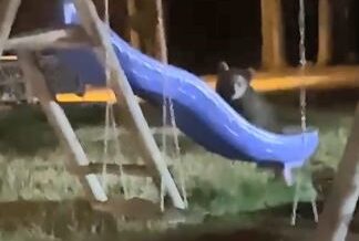 artvinde yavru ayilarin kaydirak meraki eLmuwgUW