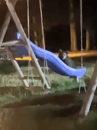 artvinde yavru ayilarin kaydirak meraki eLmuwgUW