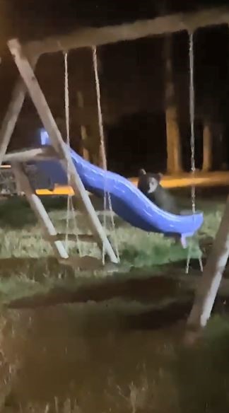 artvinde yavru ayilarin kaydirak meraki eLmuwgUW