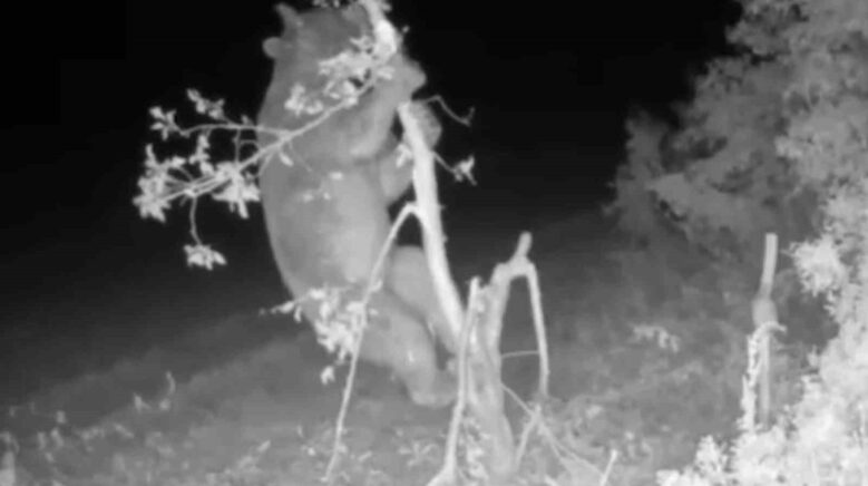 ayi girdigi bahcede meyve icin agaci talan etti rUBAtjwl